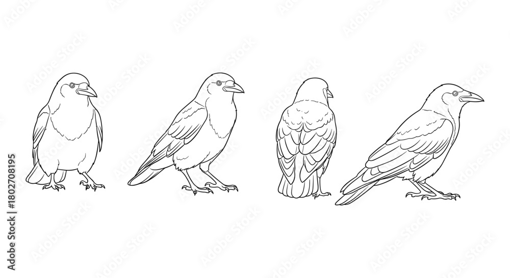 Obraz premium Raven silhouette set: front and side views in line art style