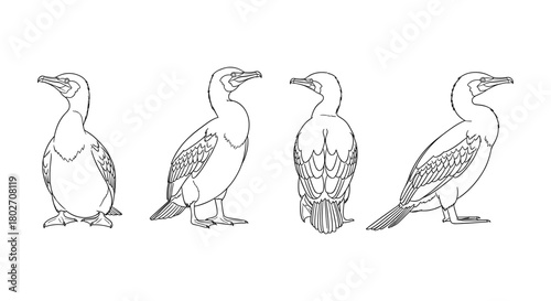 Cormorant outline drawing collection
