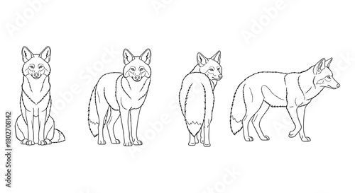 Fox line art collection: front, profile, and back views