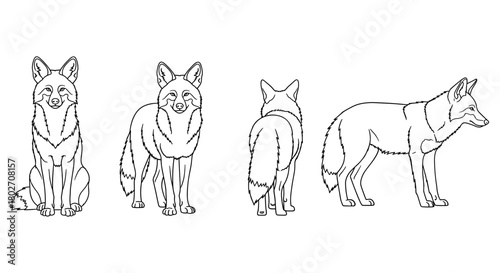 Fox outline drawings set: front, side, and back views