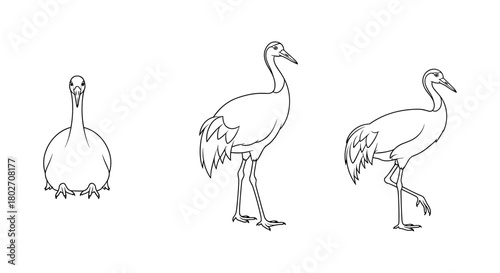 Evolution of crane bird walk cycle in minimalist line art