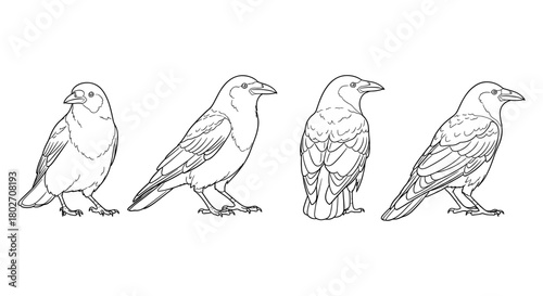 Raven outline: minimalist side profile line art of four ravens