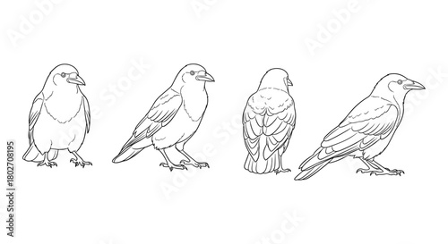Raven silhouette set: front and side views in line art style