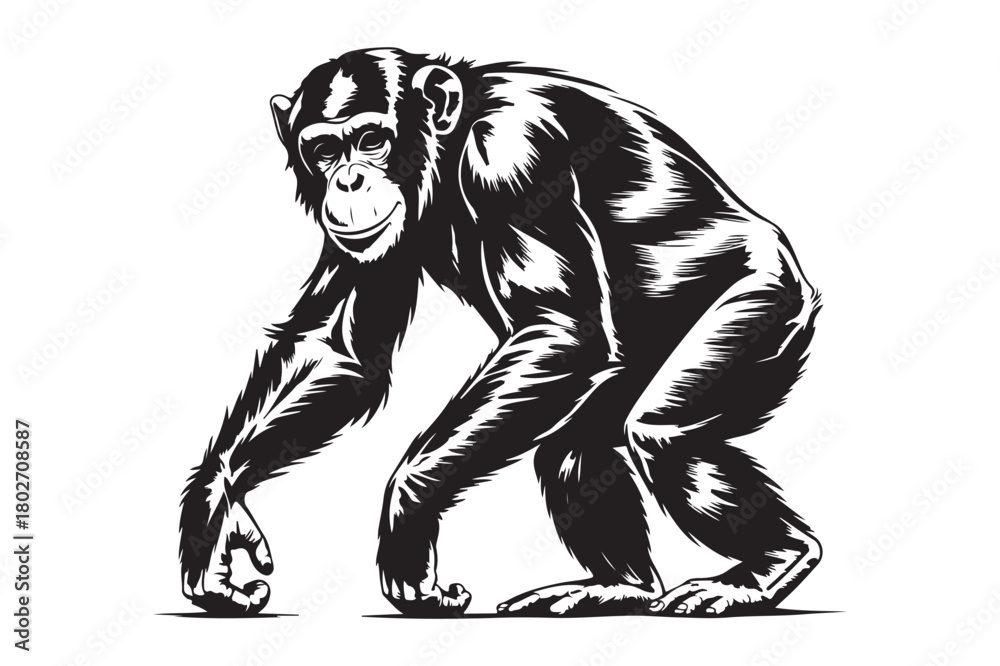 Fototapeta premium Detailed black and white illustration of a chimpanzee