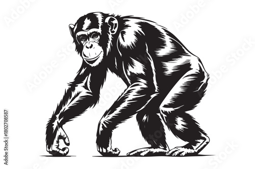 Detailed black and white illustration of a chimpanzee