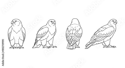 Eagle line art set: various poses of majestic bird of prey