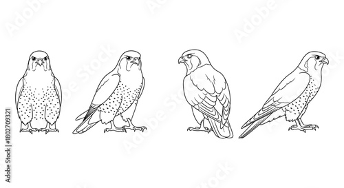 Detailed line drawing of falcon in multiple poses