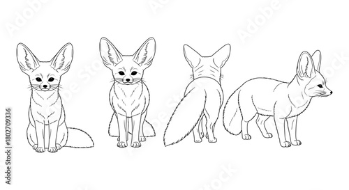 Fennec fox line art: front, side, back, and perspective views