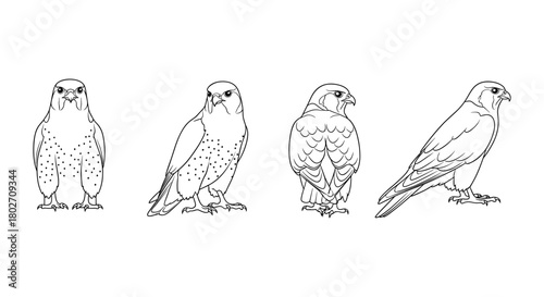 Detailed outline of falcon in various poses on white background