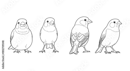 Minimalist line art of cute birds in various poses
