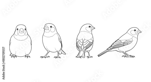 Detailed linear bird drawings with multiple poses in black and white
