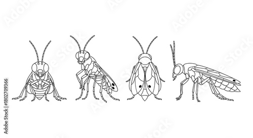 Intricate line art insects: detailed bug illustrations in minimalist style