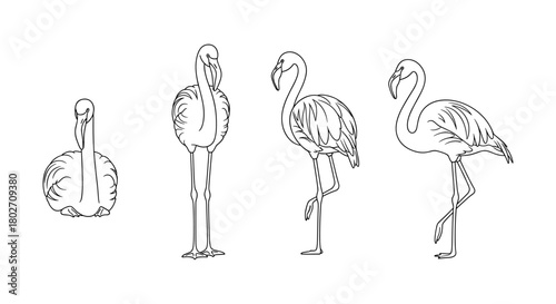 Elegant flamingo silhouettes: minimalist design of graceful birds in different poses