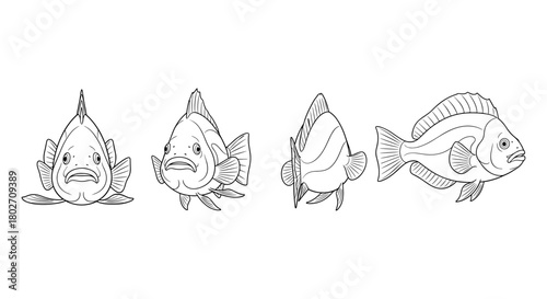 Linear fish sketches in various angles on white background