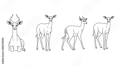 Antelope line art: various poses of graceful wildlife illustrations