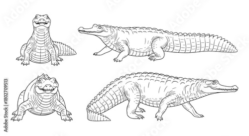Detailed crocodile and alligator line art: various poses and views