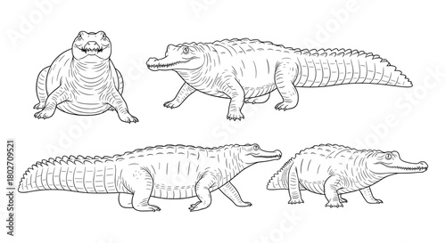 Intricate crocodile sketches set in classic black and white line art style