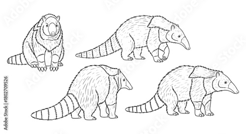 Hand drawn armadillo outlines in various poses showing detailed texture
