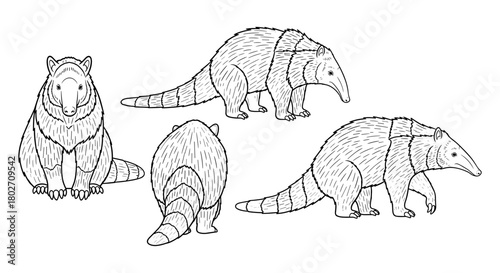 Set of anteater drawings in outline style from multiple angles