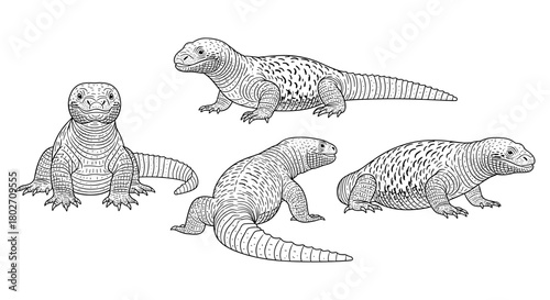 Hand drawn monitor lizards in various poses showcasing detailed line art