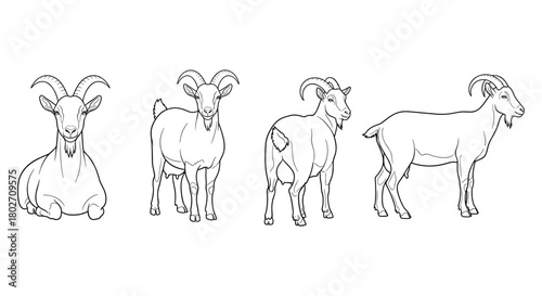 Four goat poses in outline style: sitting and standing variations