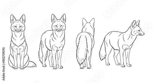 Fox sketches in multiple poses: front, profile, and back views