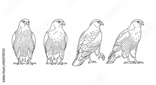 Eagle outline art: four detailed bird illustrations in a linear style