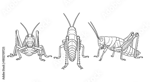 Detailed line art of grasshoppers in various perspectives
