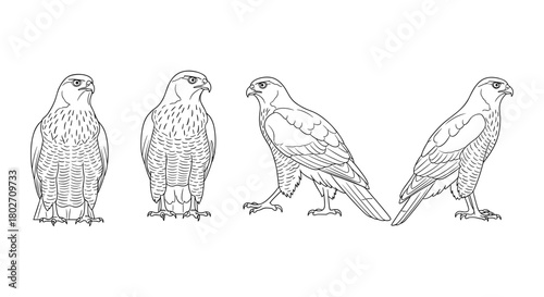 Linear drawing of hawk in four different poses with detailed feathers