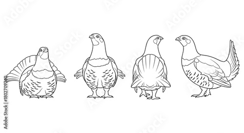 Line art of partridges: four poses displaying detailed bird anatomy