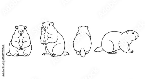Four groundhog outline poses: front, side, back views for wildlife sketches