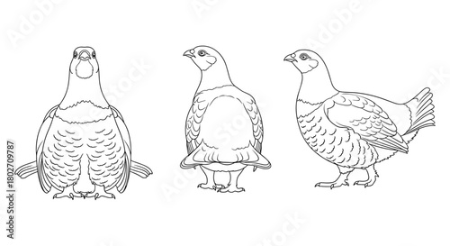 Detailed line art of partridge trio from front, side, and three-quarter views