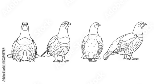 Detailed line art of four pigeons from different angles