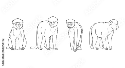 Linear outline of monkeys in various poses on a white background