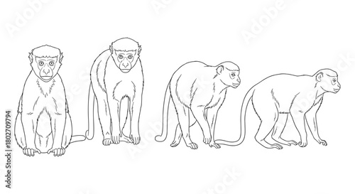 Monkey line art: four detailed perspectives of monkeys in outline style