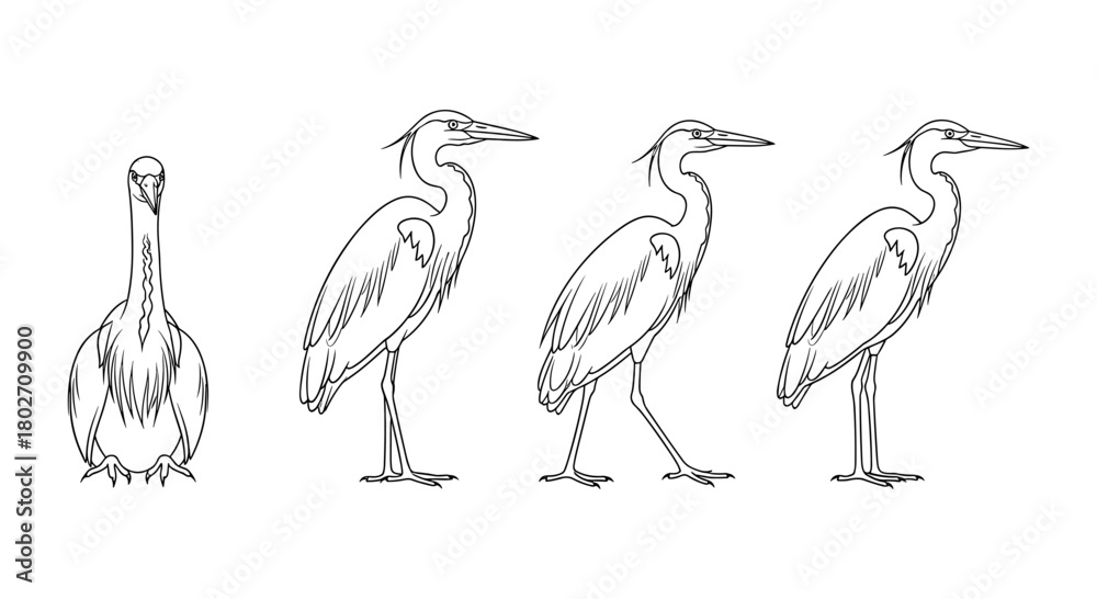 Fototapeta premium Line art of heron in various standing poses