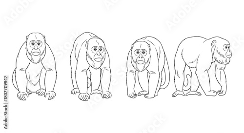 Linear monkey silhouette set: four poses in black and white outlines