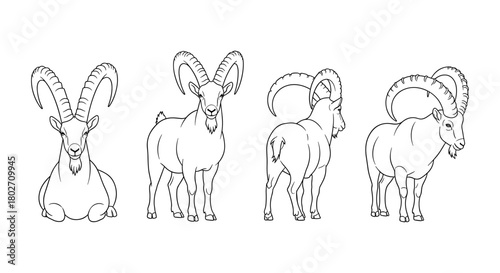 Ibex set in linear style featuring front, side, and rear views