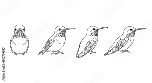 Hummingbird line art: evolution of detail and perspective in bird illustrations