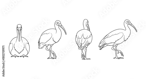 Bird line art collection: four views of an ibis in elegant outline style