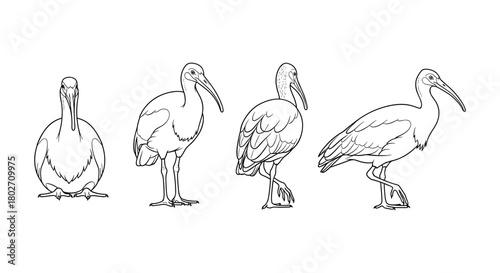 Detailed linear bird anatomy drawing with four stylized avian poses