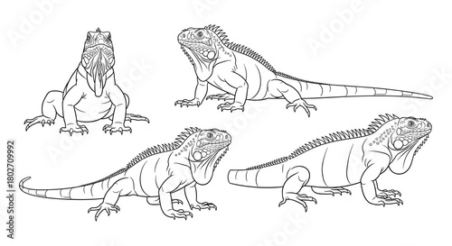 Detailed iguana drawings in different poses