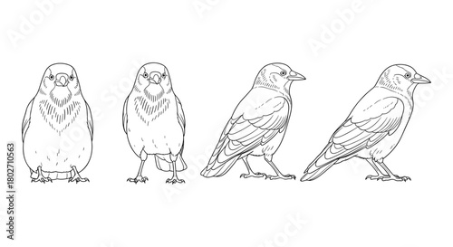 Linear bird lineup: four views of a bird in detailed outline for nature designs