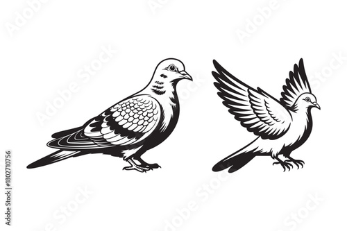 Two detailed black and white illustrations of pigeons
