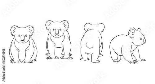 Koala outline set: front, side, and back views in linear style