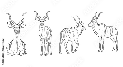 Linear style kudu antelope collection: elegant wildlife silhouettes