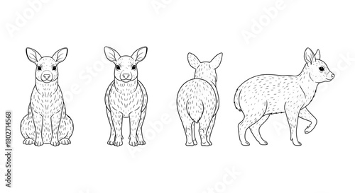 Cute kangaroo line art set: front, side, back view with outline details