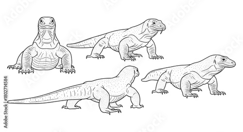 Detailed reptile art: komodo dragon sketch collection with intricate black linework