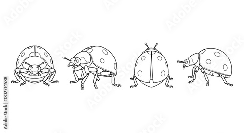 Ladybug line art: detailed perspective collection of ladybird insect designs