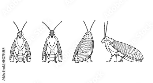 Cockroach outlines collection featuring detailed linear insect designs